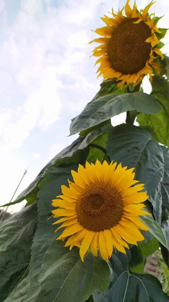 Yaz çiçekleri kapanıyor