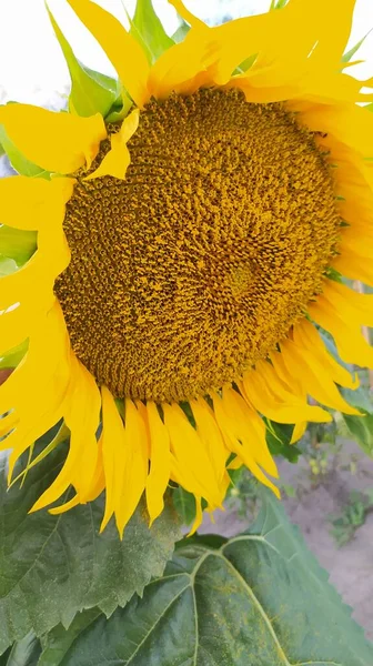 Yaz çiçekleri kapanıyor