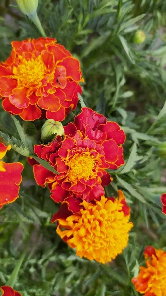 kırmızı-turuncu çiçekler yakın plan