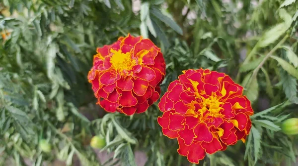 kırmızı-turuncu çiçekler yakın plan