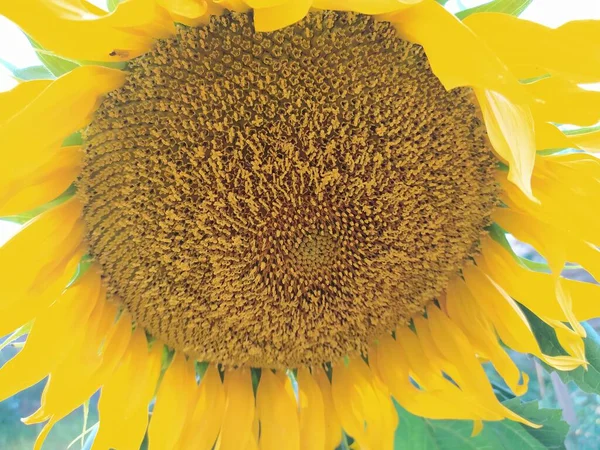 Yaz çiçekleri kapanıyor