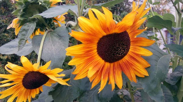 Dekoratif ayçiçeği, güzel ve güzel kokulu.