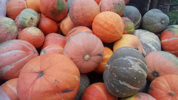 Kocaman olgun bir portakal kabağı yığını.