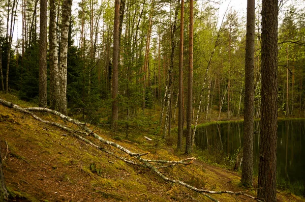 Зелене Озеро Багатьма Деревами Лісовому Зарості Пішохідним Мостом Мох — стокове фото