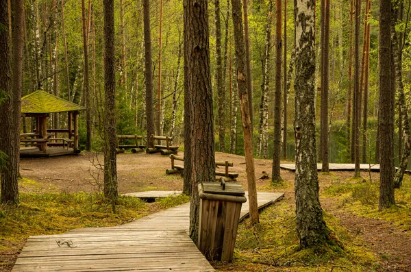 Wooden picnic place in the forest with a trash can, moss