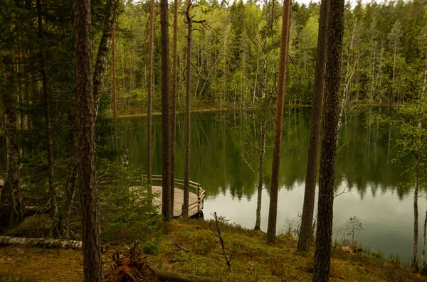 Lago Verde Con Molti Alberi Nel Bosco Boschetto Con Passerella — Foto Stock