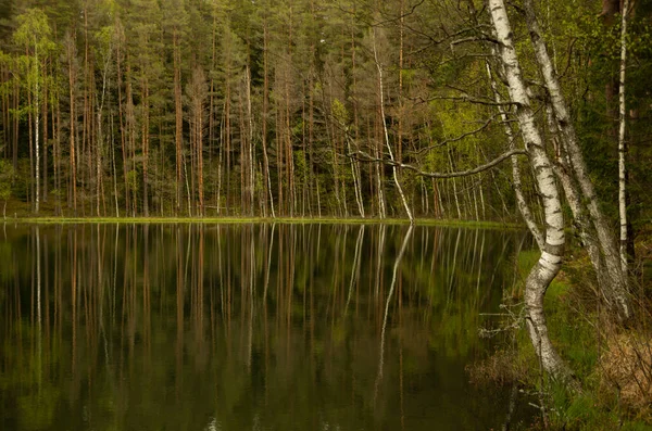 Groen Meer Met Veel Bomen Het Bos Struikgewas Met Voetgangersbrug — Stockfoto