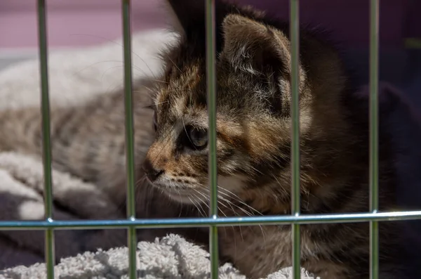Büyük bakışlı bir kedi parmaklıkların arkasında, gri