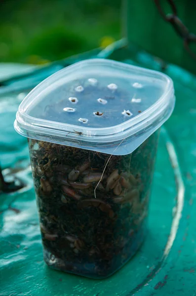 Plastik bir kutuda balık tutmak için gece solucanları, balık.