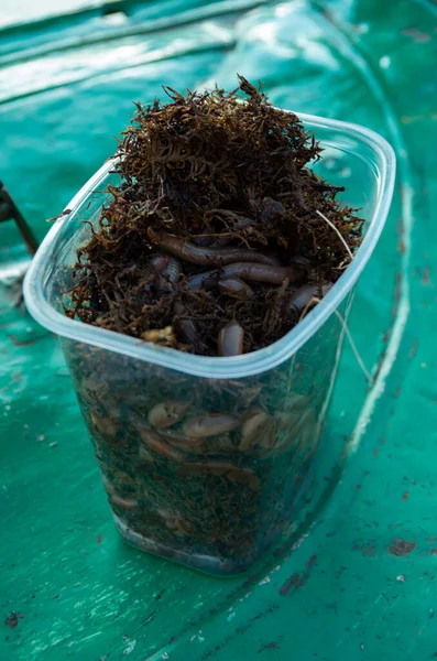 Plastik bir kutuda balık tutmak için gece solucanları, balık.