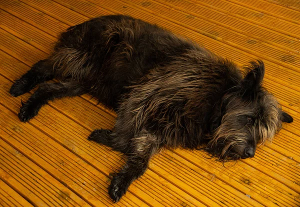 A large dog with long feathers lies resting, sleep