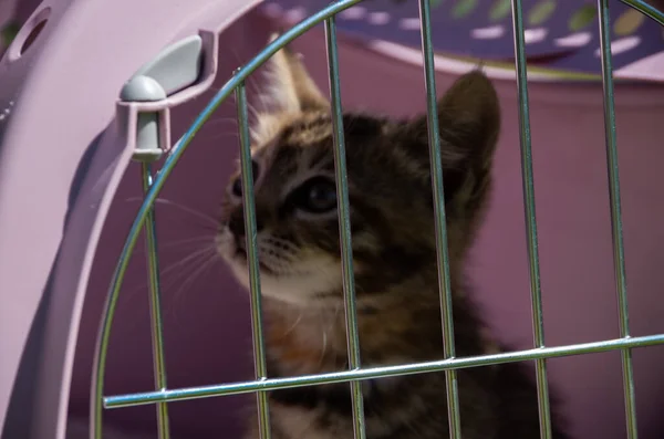 Cat Trapped Its Cage Bars Grey — Stock Photo, Image