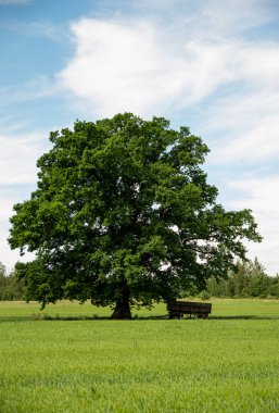 Büyük, güzel bir meşe ağacı, yeşil tahıl tarlasında eski bir römork, mavi gökyüzü.