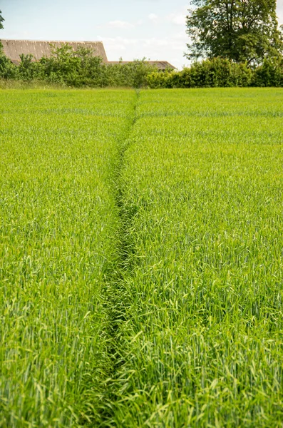 Campo Cereali Verde Con Alberi Sullo Sfondo Cielo Blu — Foto Stock