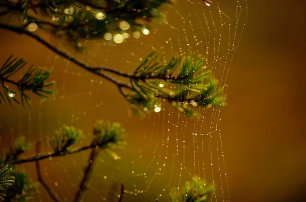 Spider webs entangled in a ridge of small pines, chill