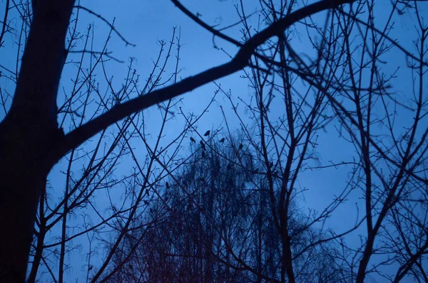 Flock of birds sitting on a distant trees in a forest at night.