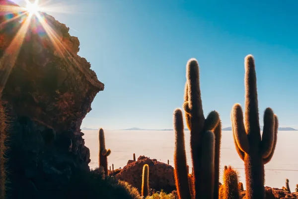 Büyük kaktüs gün batımında Salar de uyuni çölünde güneşle yıkandı.