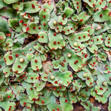 Tropikal bitkinin yeşil ve kırmızı dokusu