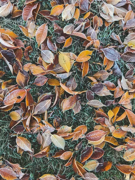 Fundo Texturizado Com Folhas Caídas Congeladas Projeto Papel Parede Outono — Fotografia de Stock