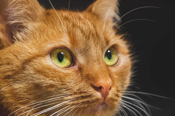 Gato Rojo Con Ojos Verdes Está Mirando Algo Imagen Cerca — Foto de Stock