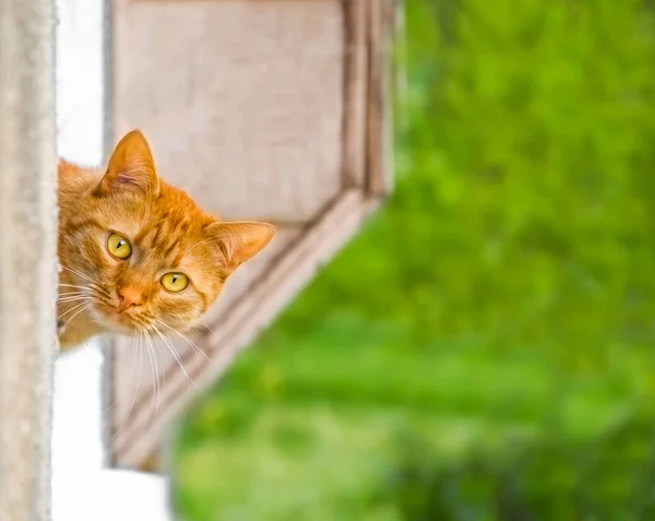 Czerwony Kot Zielonymi Żółtymi Oczami Patrzący Okna Zewnątrz Ulicy Zielonym — Zdjęcie stockowe