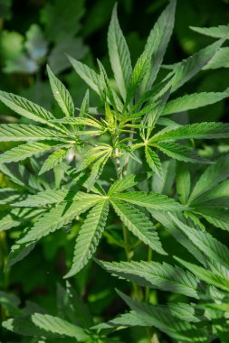 Duvar kâğıdı ve tıbbi bakım ve kültür konulu blog için doğa konsepti olarak marihuana yaprakları, fotokopi alanı için arka plan olarak güneşli günlerde kenevir yaprakları. Yeşil yaprakların makro resmi.