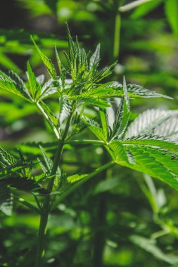 Duvar kâğıdı ve tıbbi bakım ve kültür konulu blog için doğa konsepti olarak marihuana yaprakları, fotokopi alanı için arka plan olarak güneşli günlerde kenevir yaprakları. Yeşil bitkilerin makro resmi.