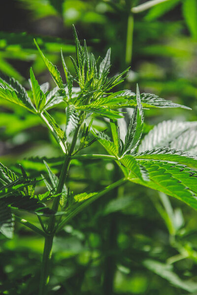 Марихуана листья сверху зрения, как концепция природы для обоев и блога о медицинской помощи и культуры, конопли листья в солнечный день, в качестве фона для копирования пространства. Макрокартина зеленых трав
.