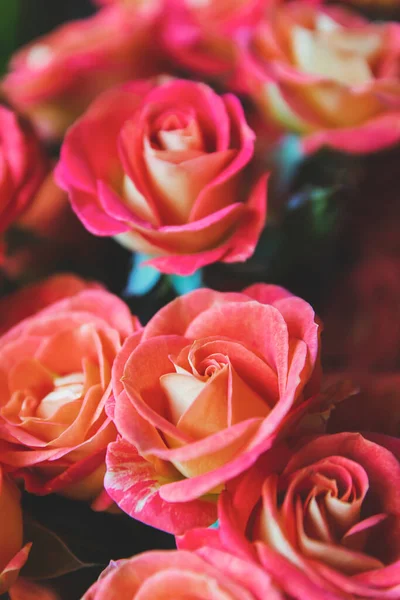 Primer Plano Imagen Color Naranja Rosas Rojas Como Tarjeta Felicitación — Foto de Stock