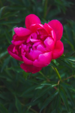 Yeşil arka planda parlak pembe tonda şakayık çiçeğinin resmini kapat. Tebrik kartı olarak fotokopi alanı kavramına sahip doğal duvar kâğıdı. Bahçede mevsimlik çiçekli kompozisyon.