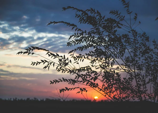 stock image Sunset view from the tree branches. Amazing view of field when sun goes down and have warm, red, orange shade. Natural wallpaper with sunset sky. Scenery of summer season near sea.