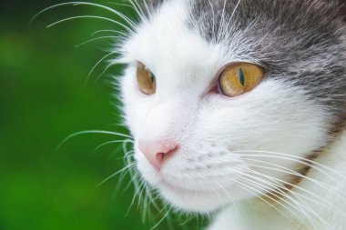 Kahverengi sarı gözlü beyaz kedi portresini kapat.