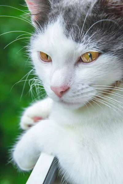 Gato gris blanco con ojos marrones amarillos está mirando afuera — Foto de Stock