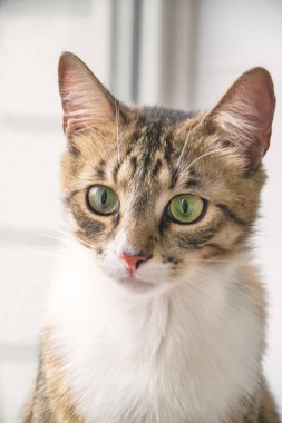 Beyaz kürklü kahverengi kedi portresi