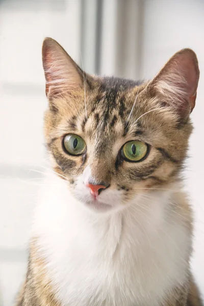 Porträt einer braunen Katze mit weißen Fellteilen — Stockfoto