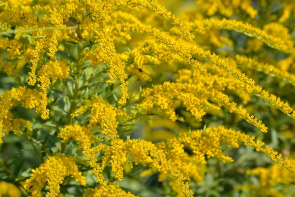 Närbild på små gula blommor på busken — Stockfoto