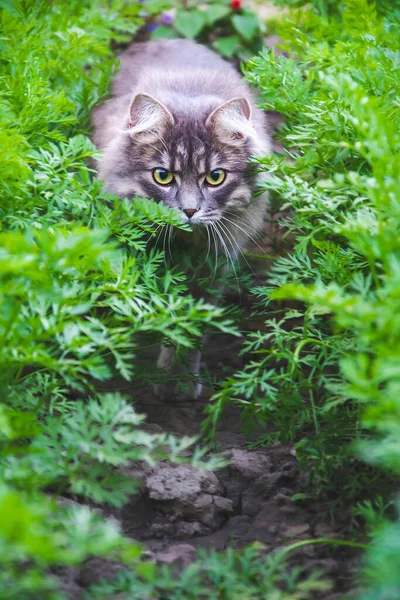 Close up picture of grey cat with big green-yellow eyes