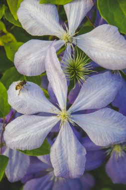  Bahçede menekşe klemati