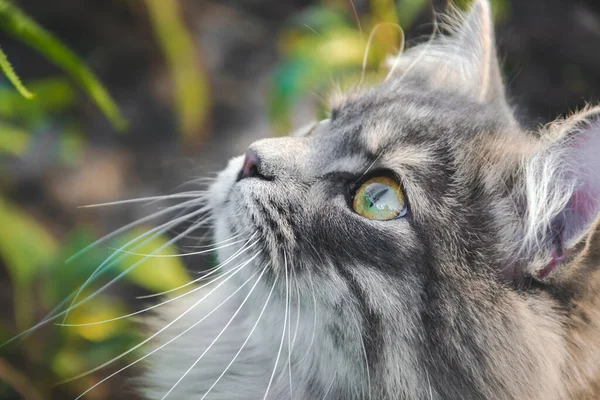 Image rapprochée du chat sibérien avec de grands yeux verts jaunes — Photo