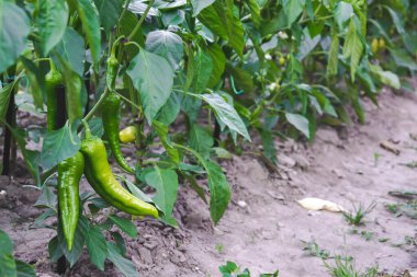 Yeşil biberli organik tarlalar.