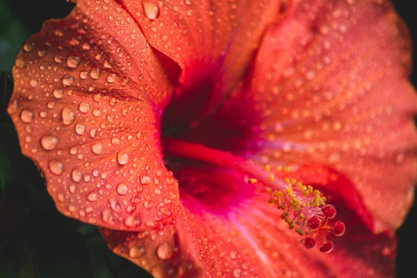 water drops on the petal of red hibiscus flower