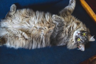 Parlak yeşil gözlü gri kedi mavi kanepede yatıyor.