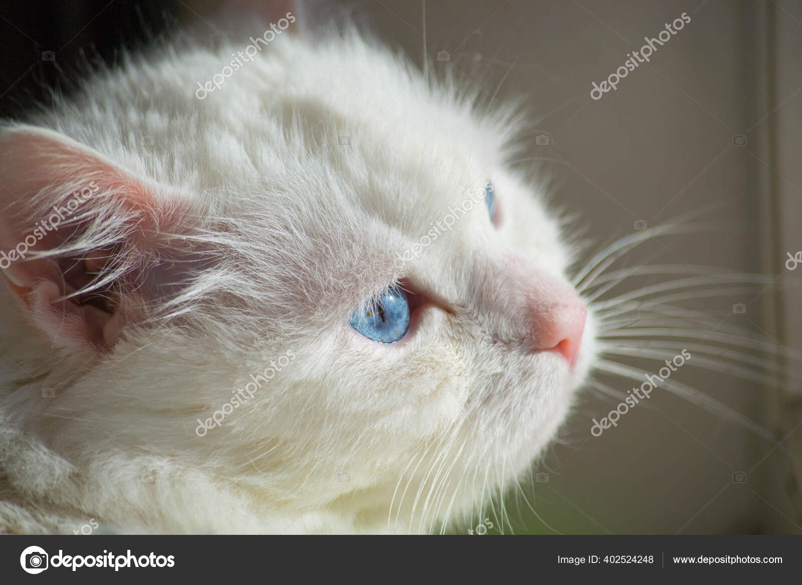 Portrait De Chat Angora Domestique Blanc Image Libre De Droit Par 1ira1 C Portrait De Chat Angora Domestique Blanc Image Libre De Droit Par 1ira1 C