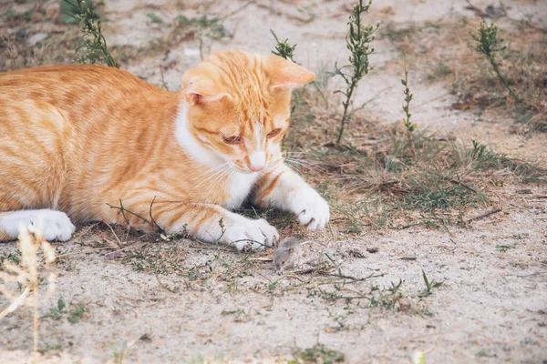 Cat catch the mouse — Stock Photo, Image