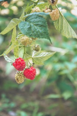 Ahududu çalılığında büyüyen bir dal