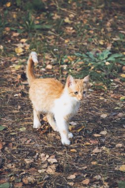 Bahçedeki küçük kırmızı beyaz kedi