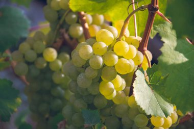 Sarı üzüm güneş ışığında çalıların üzerinde