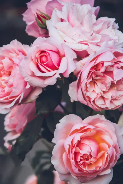 Rosas rosadas en el jardín — Foto de Stock