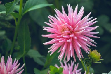 Pembe yıldız çiçeği