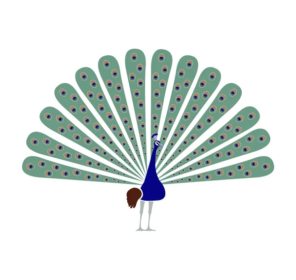Peacock Peafowl Bird Illustration — Stock Vector
